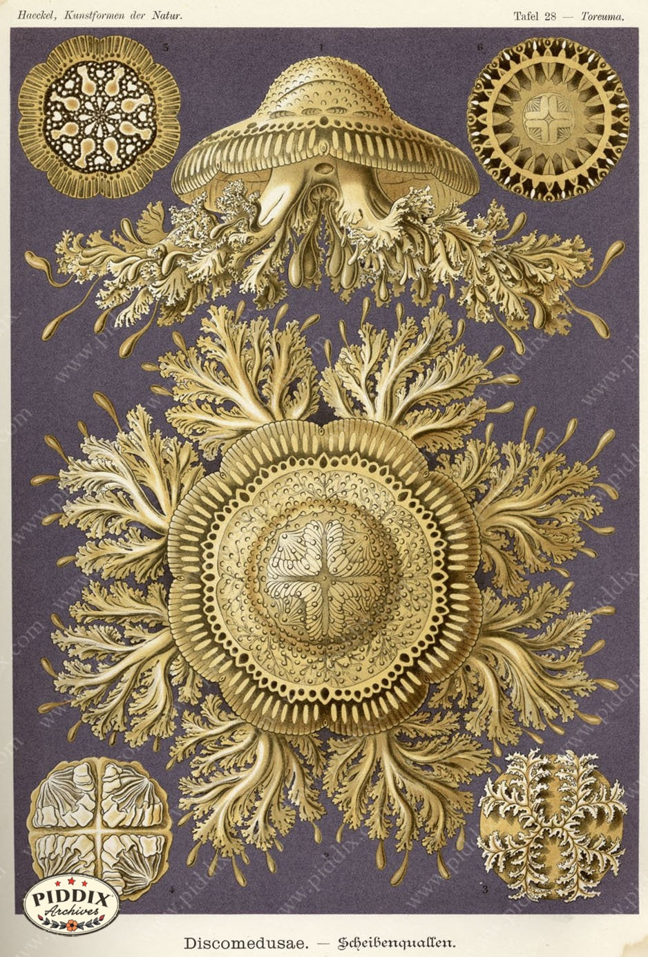 Pdxc3206 -- Underwater Creatures Color Illustration