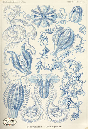 Pdxc3207 -- Underwater Creatures Color Illustration