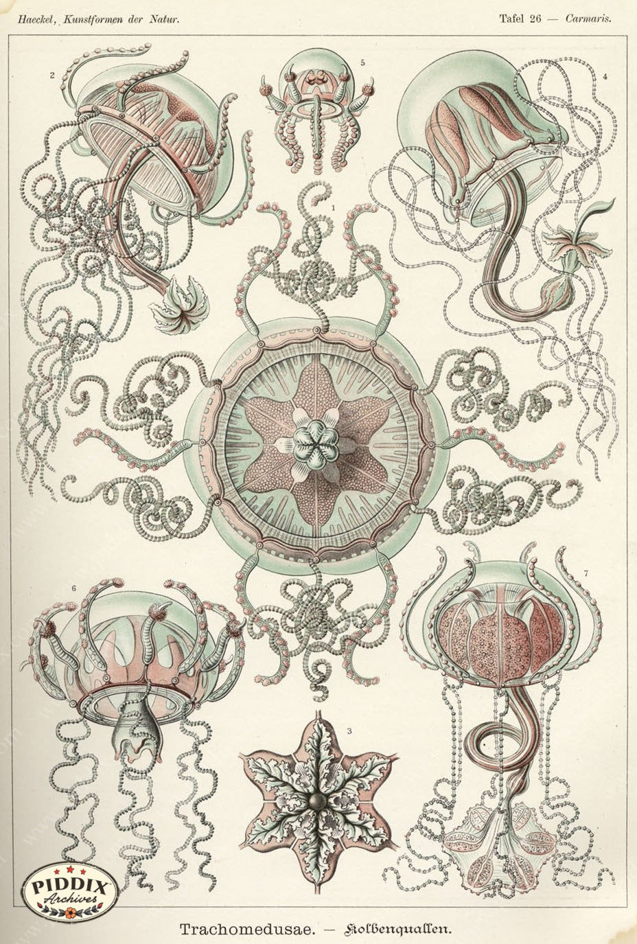 Pdxc3209 -- Underwater Creatures Color Illustration