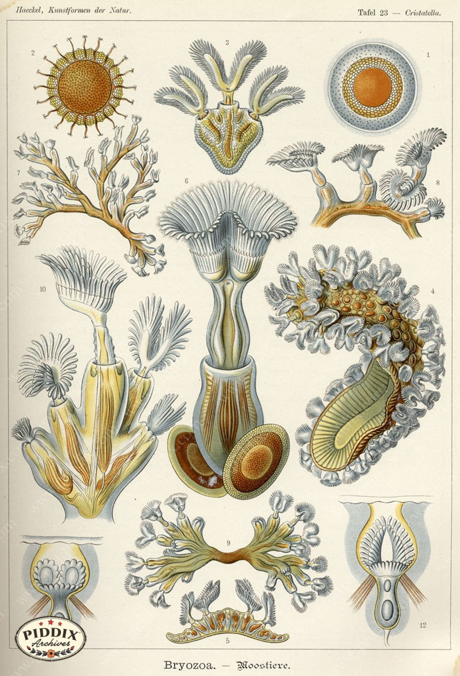 Pdxc3210 -- Underwater Creatures Color Illustration