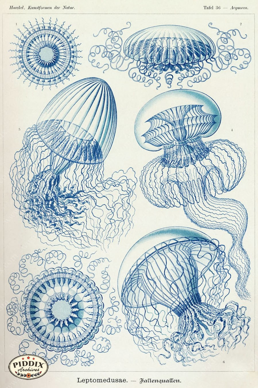 Pdxc3213 -- Underwater Creatures Color Illustration