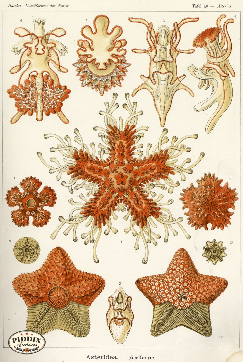 Pdxc3214 -- Underwater Creatures Color Illustration