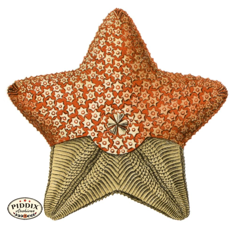 Pdxc3214B -- Underwater Creatures Color Illustration