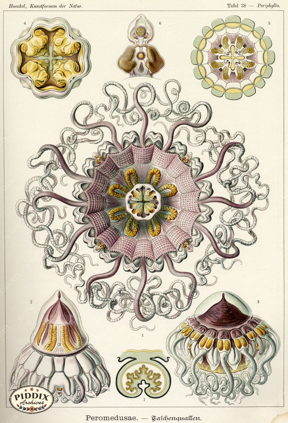 Pdxc3215 -- Underwater Creatures Color Illustration