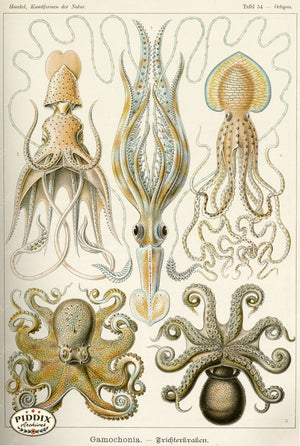 Pdxc3218 -- Underwater Creatures Color Illustration