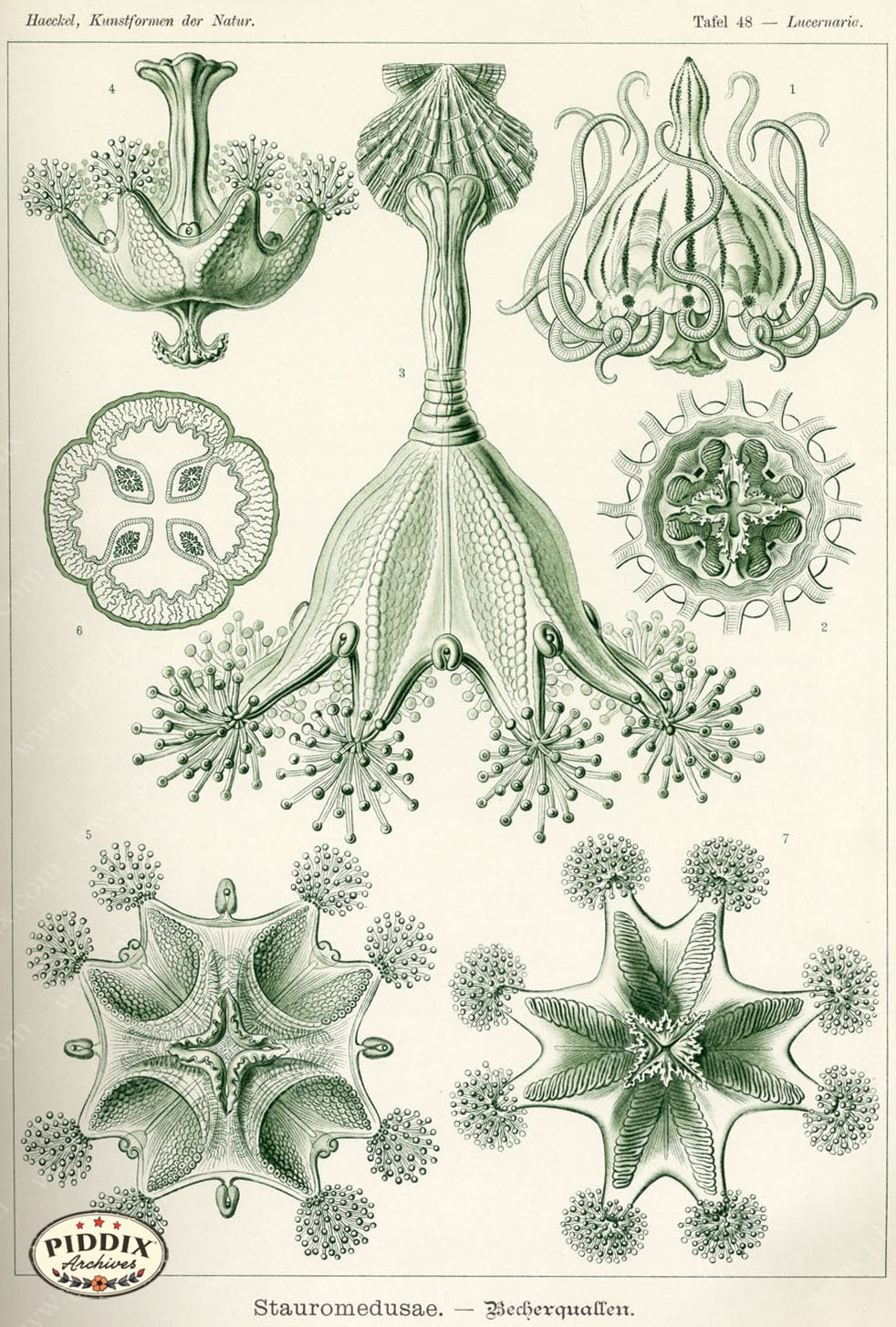 Pdxc3222 -- Underwater Creatures Color Illustration