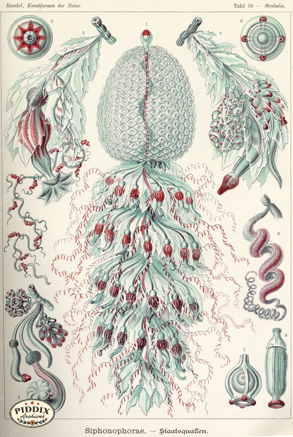 Pdxc3223 -- Underwater Creatures Color Illustration