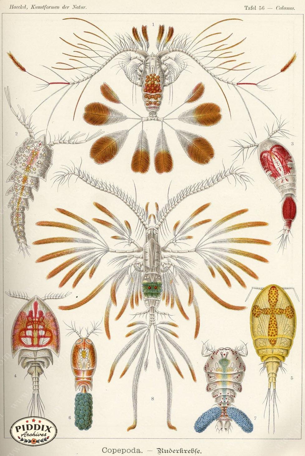 Pdxc3224 -- Underwater Creatures Color Illustration