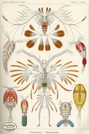 Pdxc3224 -- Underwater Creatures Color Illustration