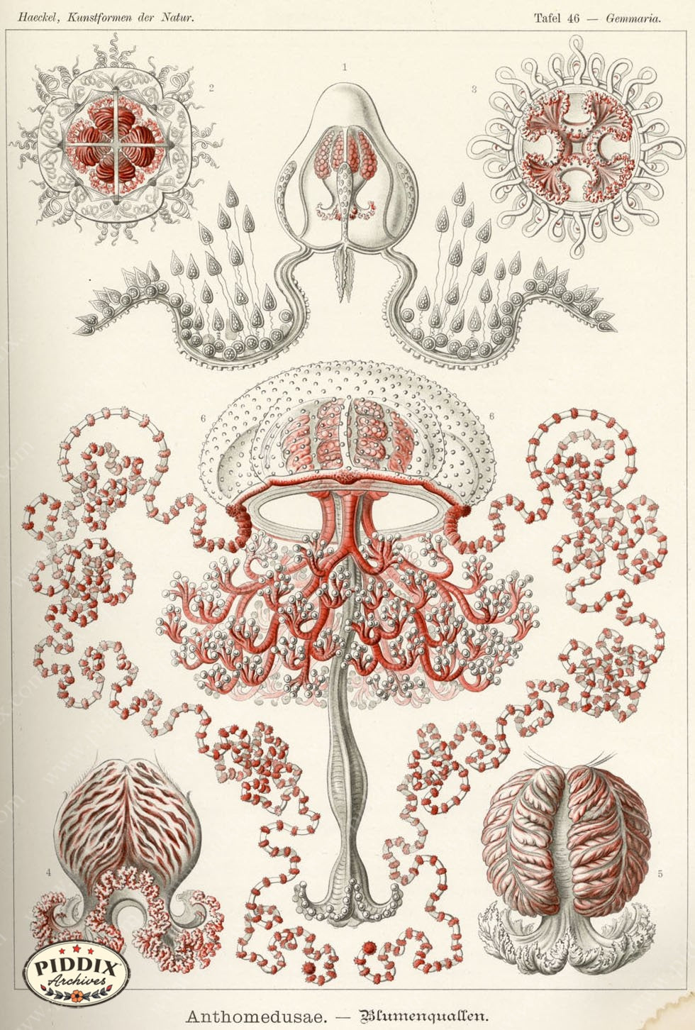 Pdxc3227 -- Underwater Creatures Color Illustration