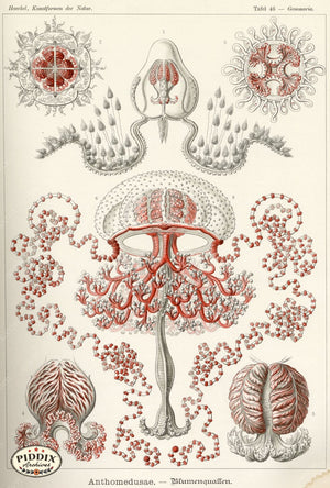 Pdxc3227 -- Underwater Creatures Color Illustration