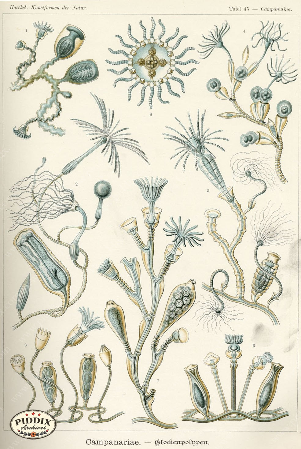 Pdxc3228 -- Underwater Creatures Color Illustration