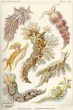 Pdxc3229 -- Underwater Creatures Color Illustration