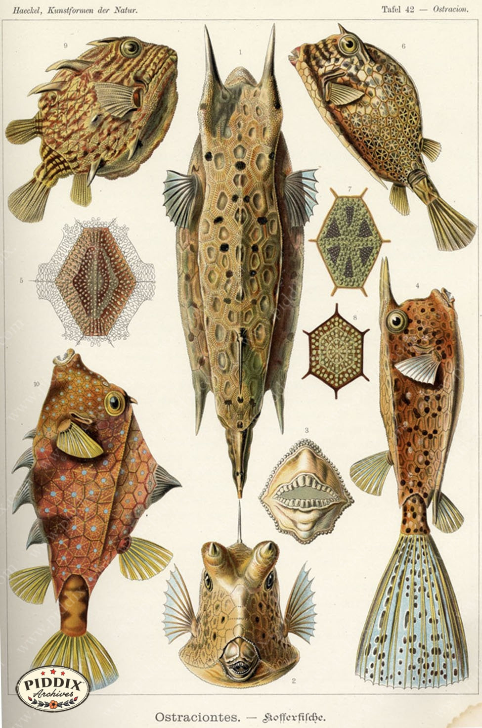 Pdxc3231 -- Underwater Creatures Color Illustration