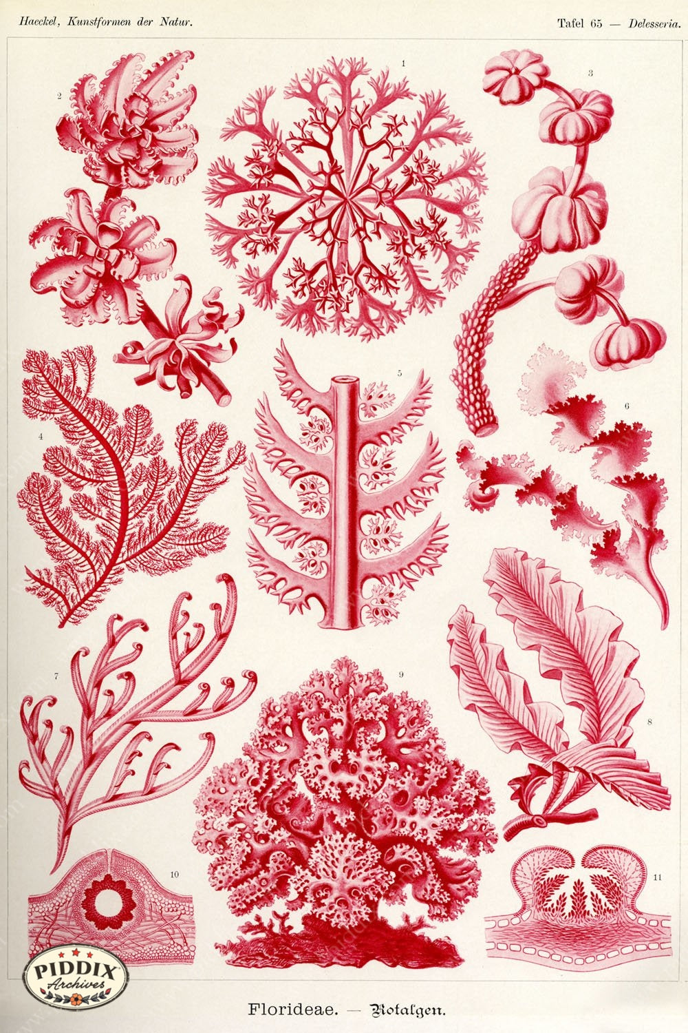 Pdxc3234 -- Underwater Creatures Color Illustration