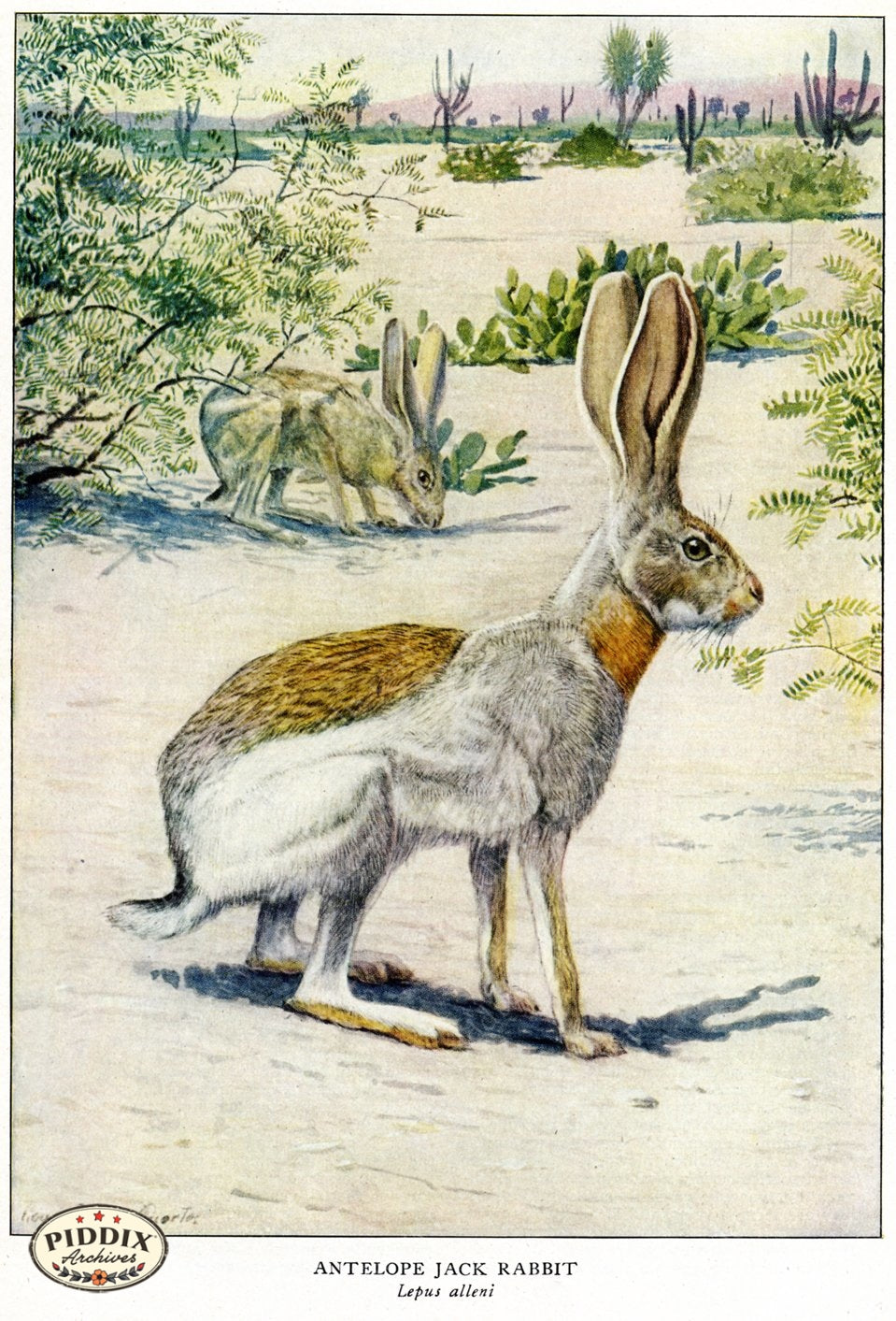 Pdxc3437 -- New For November Color Illustration