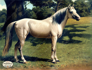 Pdxc3597 -- Horses Color Illustration