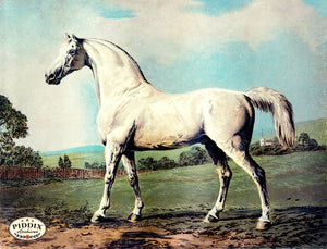 Pdxc3599 -- Horses Color Illustration