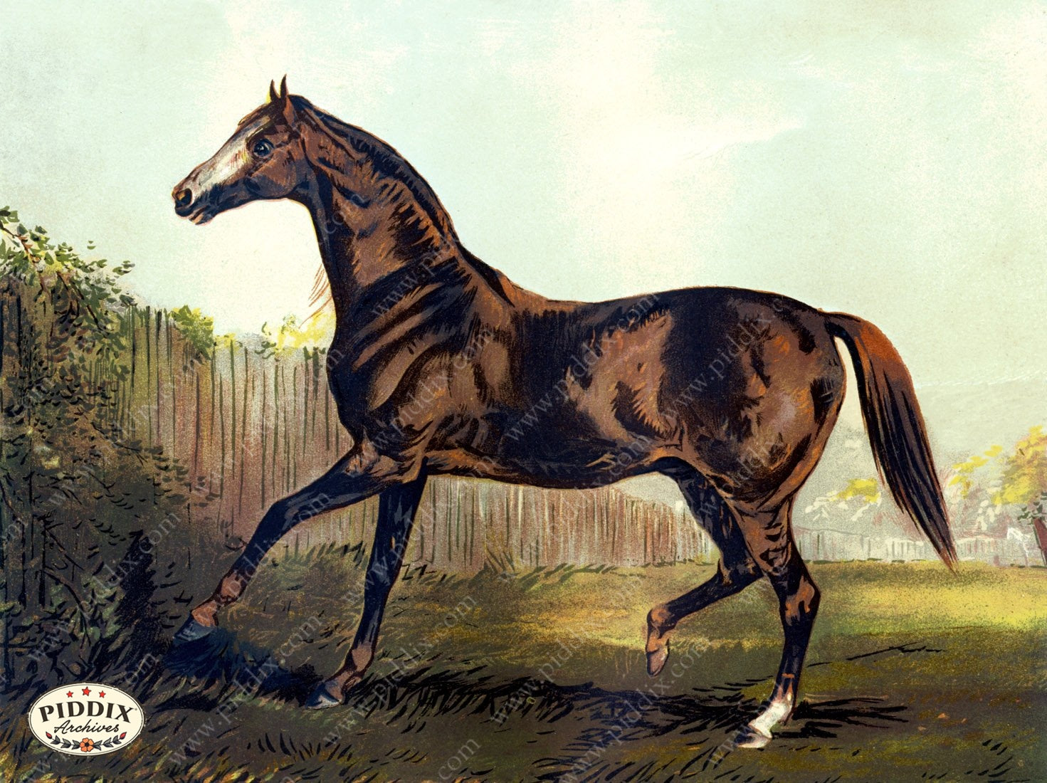 Pdxc3600 -- Horses Color Illustration