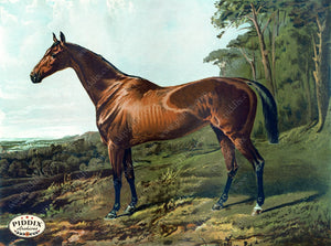 Pdxc3601 -- Horses Color Illustration
