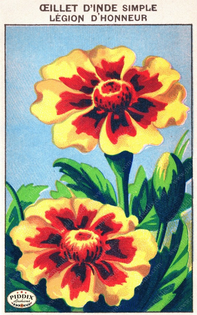 Pdxc3863 -- New For November Color Illustration