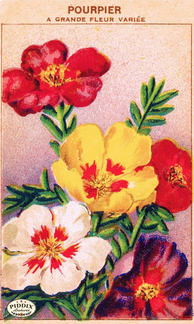 Pdxc3864 -- New For November Color Illustration