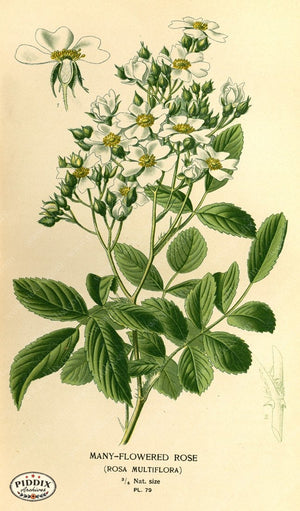 Pdxc3931 -- Plants & Leaves Color Illustration