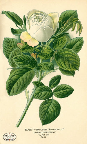 Pdxc3934 -- Flowers Color Illustration