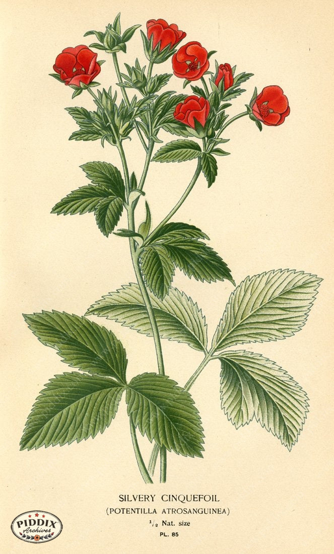 Pdxc3935 -- Flowers Color Illustration