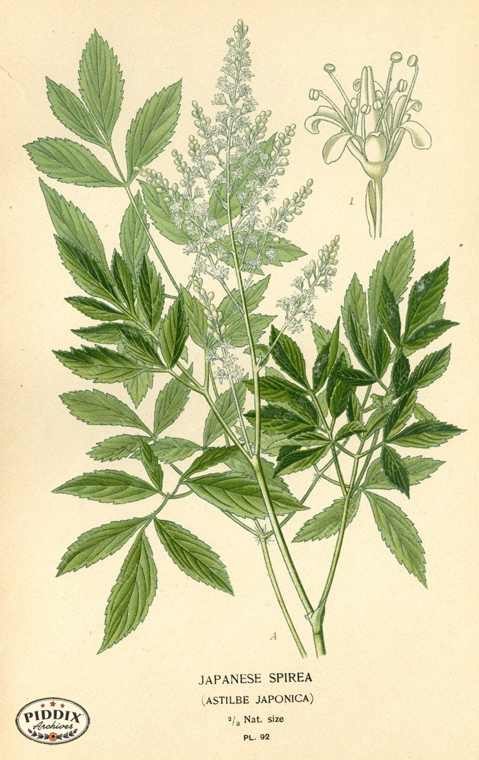 Pdxc3941 -- Plants & Leaves Color Illustration