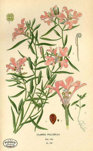 Pdxc3952 -- Flowers Color Illustration