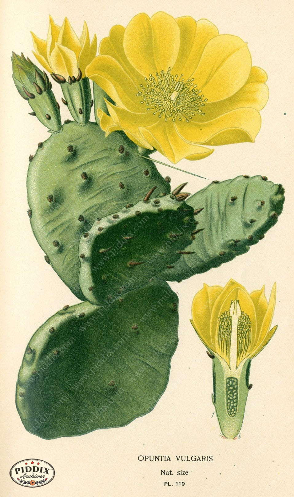 Pdxc3968 -- Flowers Color Illustration