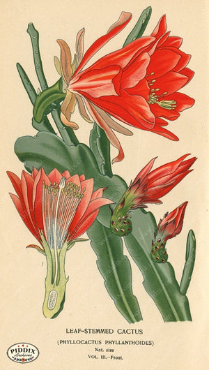 Pdxc4003 -- Flowers Color Illustration