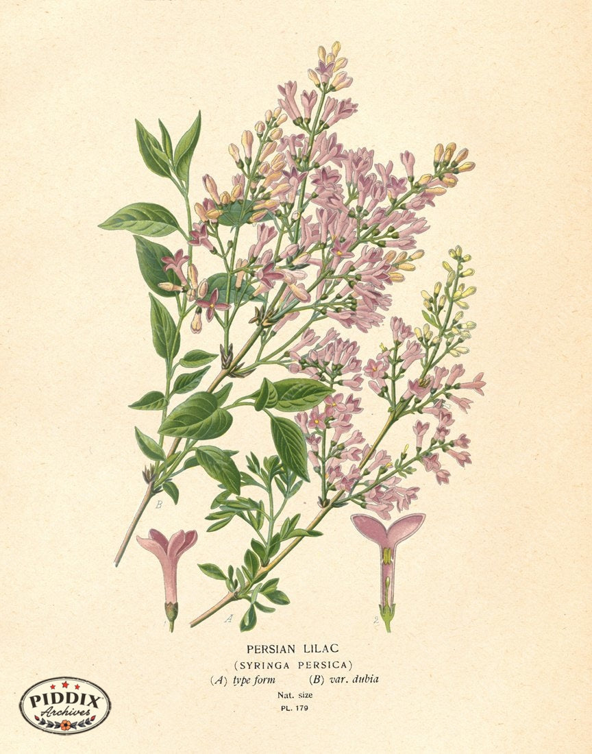 Pdxc4026 -- Flowers Color Illustration