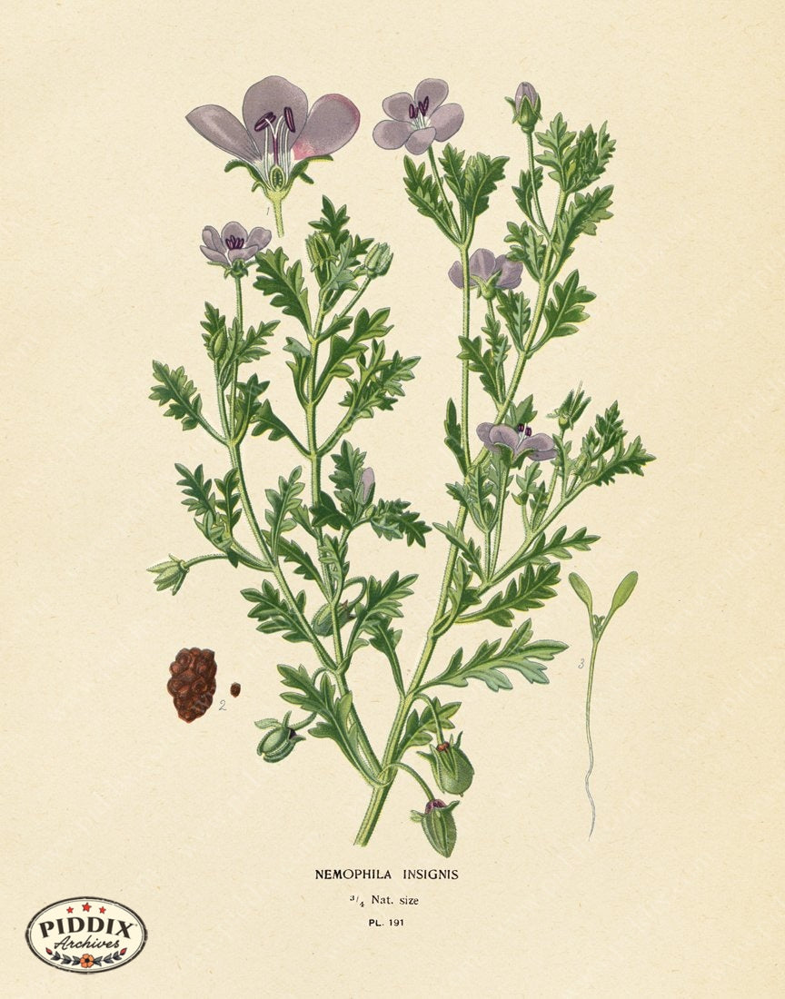 Pdxc4038 -- Flowers Color Illustration