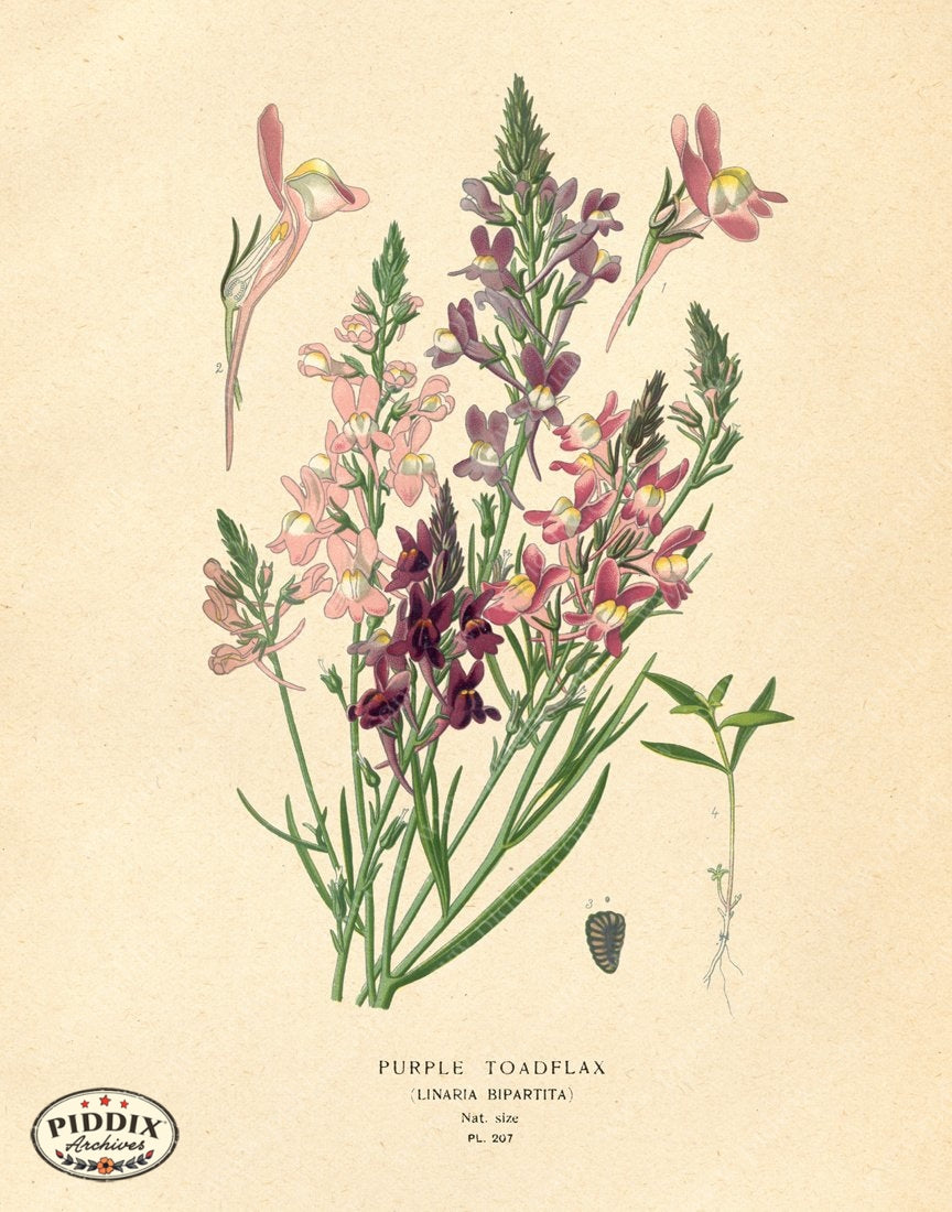 Pdxc4053 -- Flowers Color Illustration