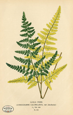 Pdxc4156 -- Plants & Leaves Color Illustration