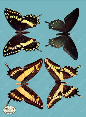 Pdxc4160 -- Bright Butterflies Original Collage