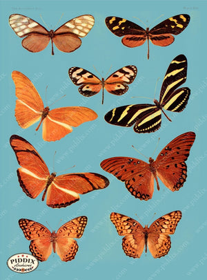 Pdxc4165 -- Bright Butterflies Original Collage