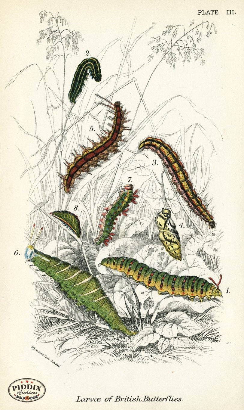 Pdxc4339 -- Butterflies Color Illustration