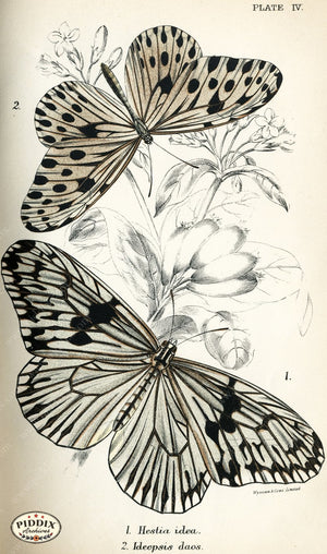 Pdxc4341 -- Butterflies Color Illustration