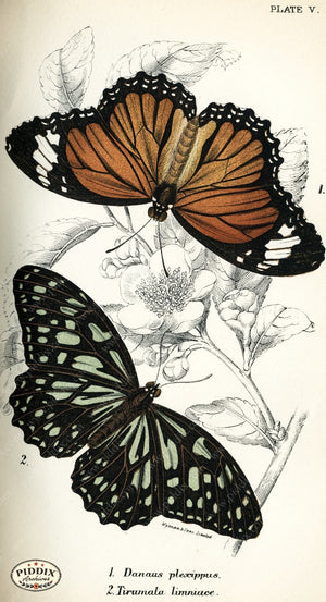 Pdxc4342 -- Butterflies Color Illustration
