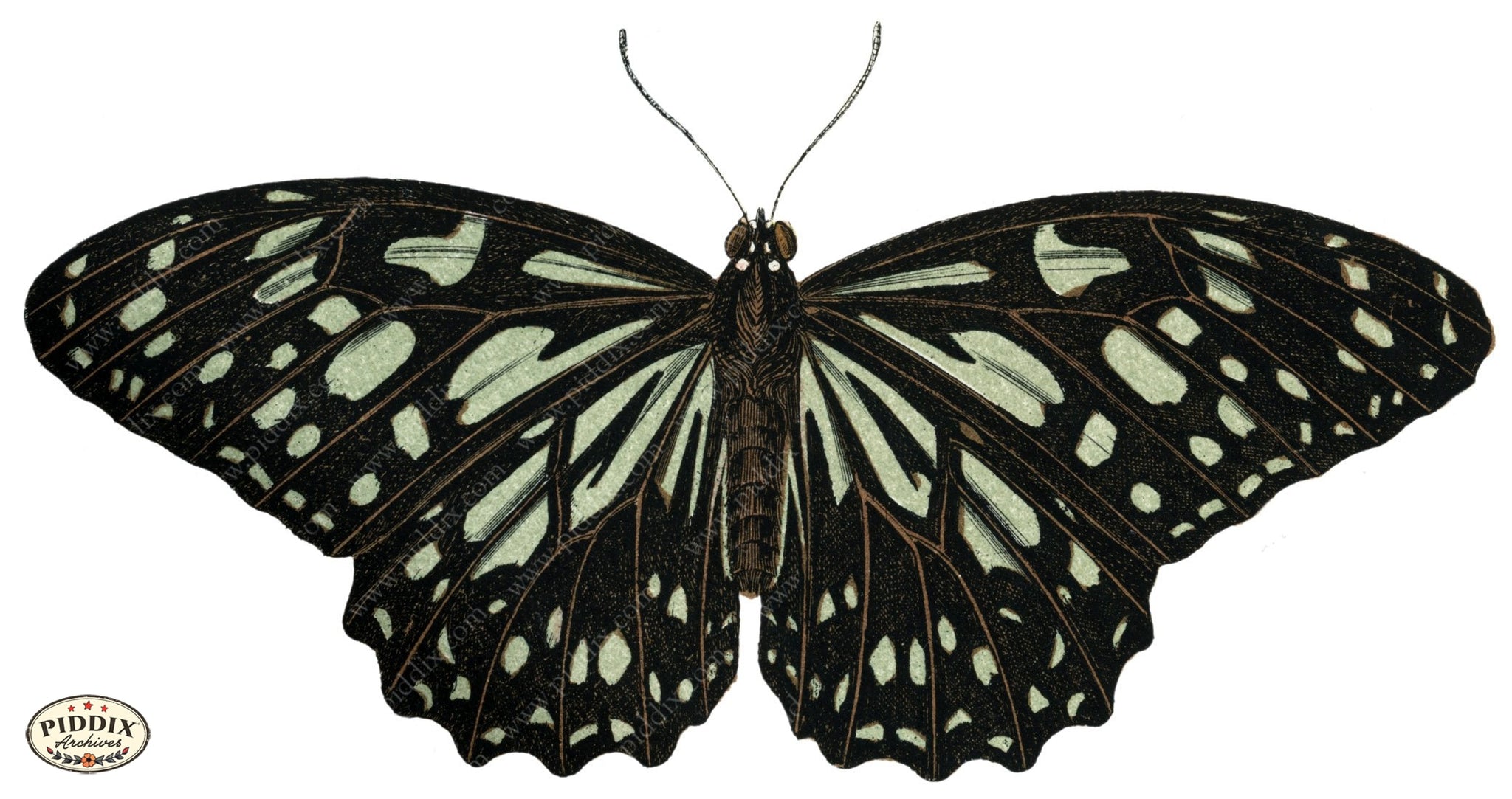 Pdxc4342A -- Butterflies Color Illustration
