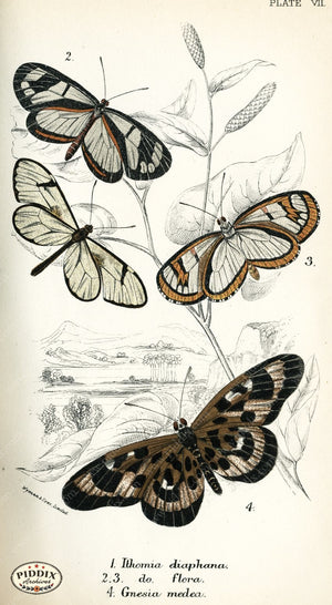 Pdxc4344 -- Butterflies Color Illustration