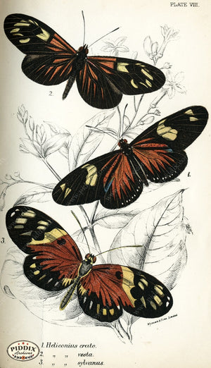 Pdxc4345 -- Butterflies Color Illustration