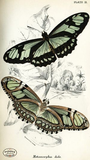 Pdxc4346 -- Butterflies Color Illustration