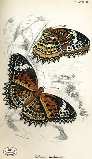 Pdxc4347 -- Butterflies Color Illustration