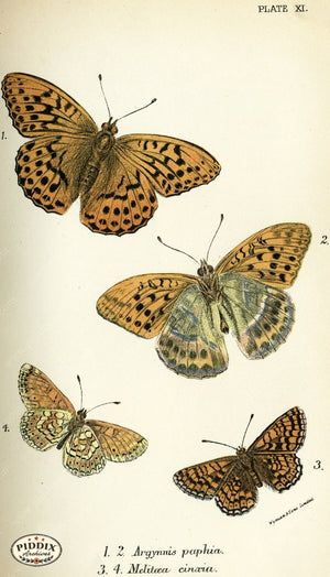 Pdxc4348 -- Butterflies Color Illustration