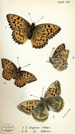 Pdxc4350 -- Butterflies Color Illustration