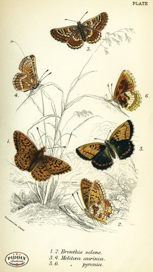 Pdxc4352 -- Butterflies Color Illustration